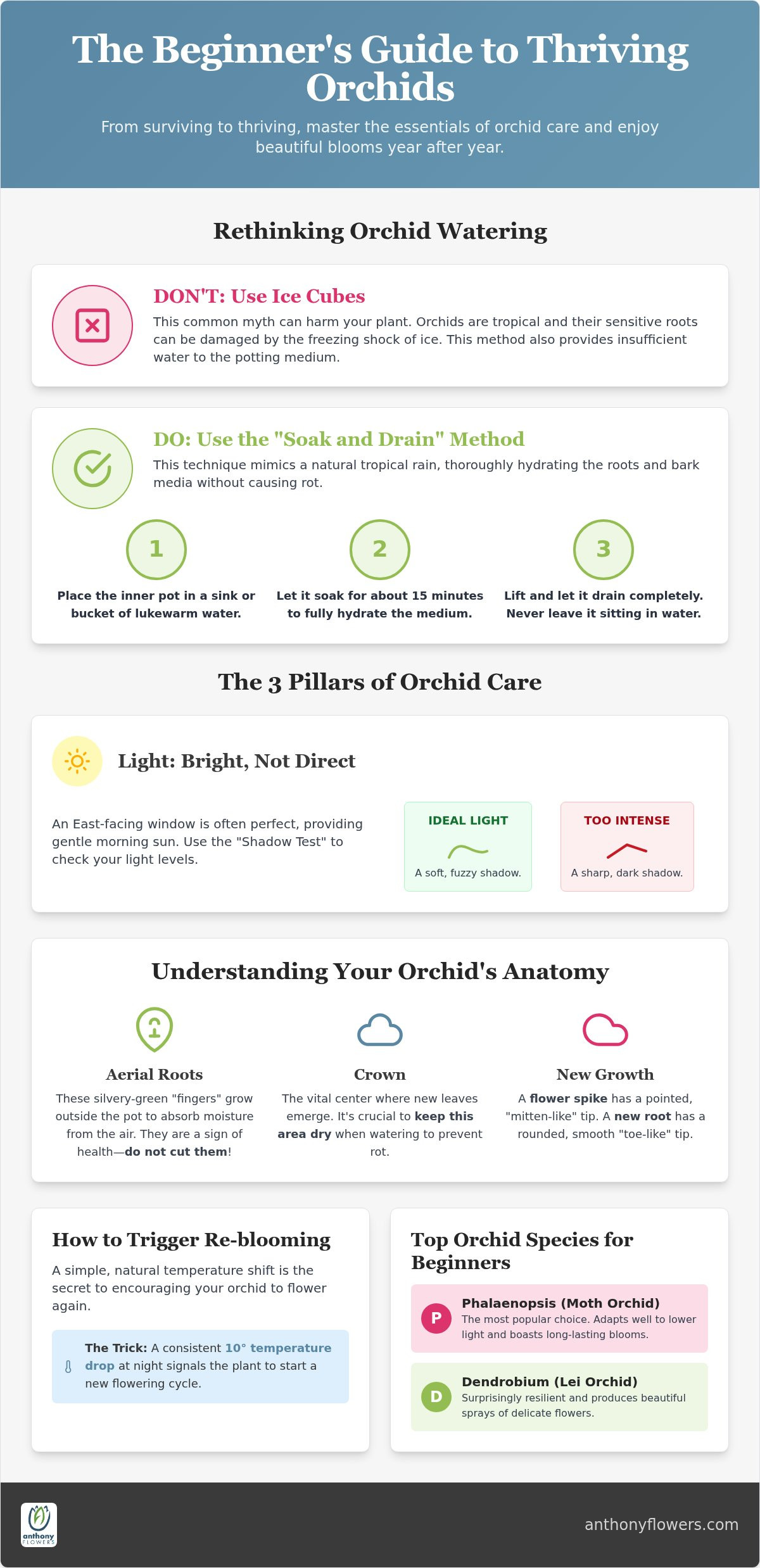 Orchid care for beginners