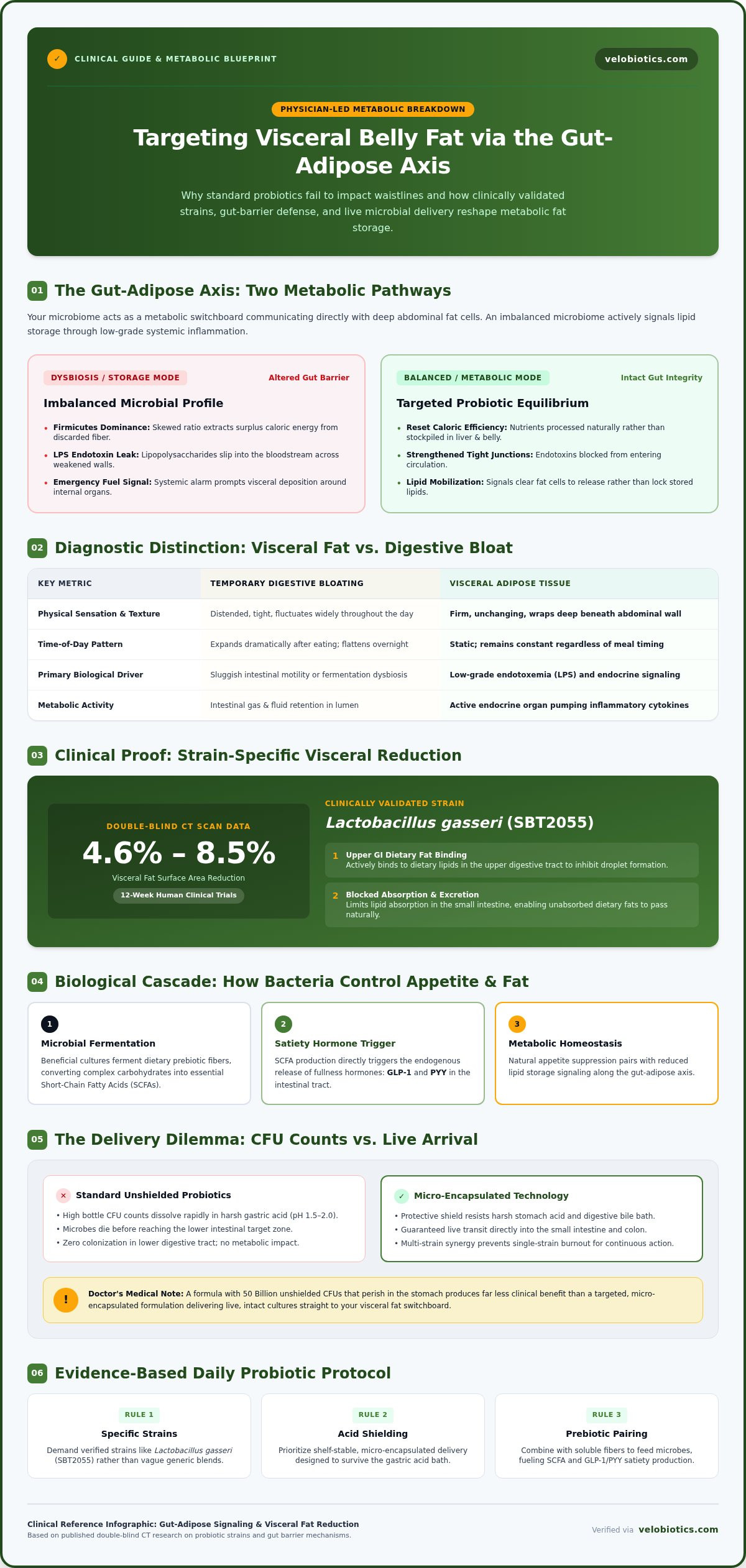 Probiotics for belly fat
