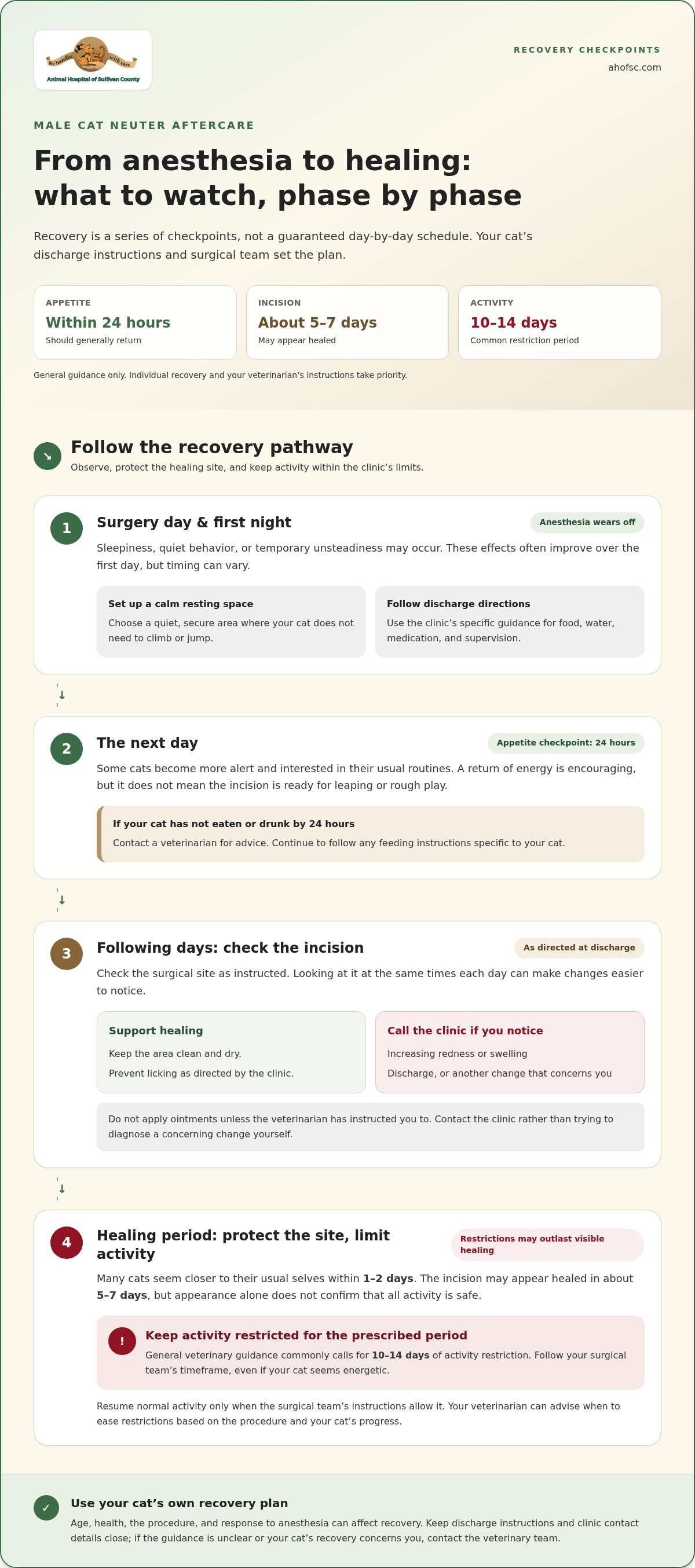 Cat neuter recovery timeline
