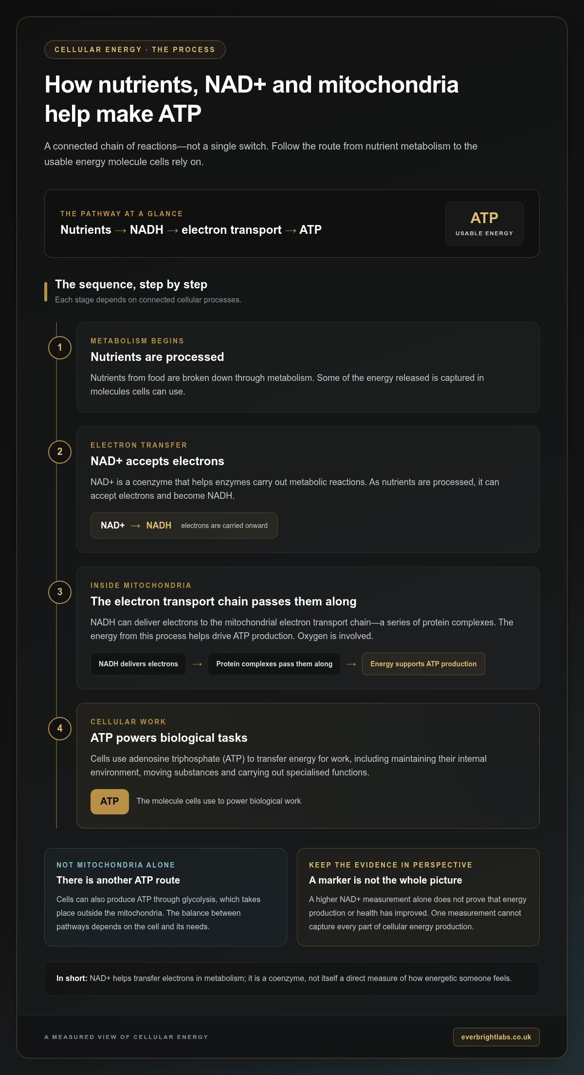 Cellular energy decline over 30