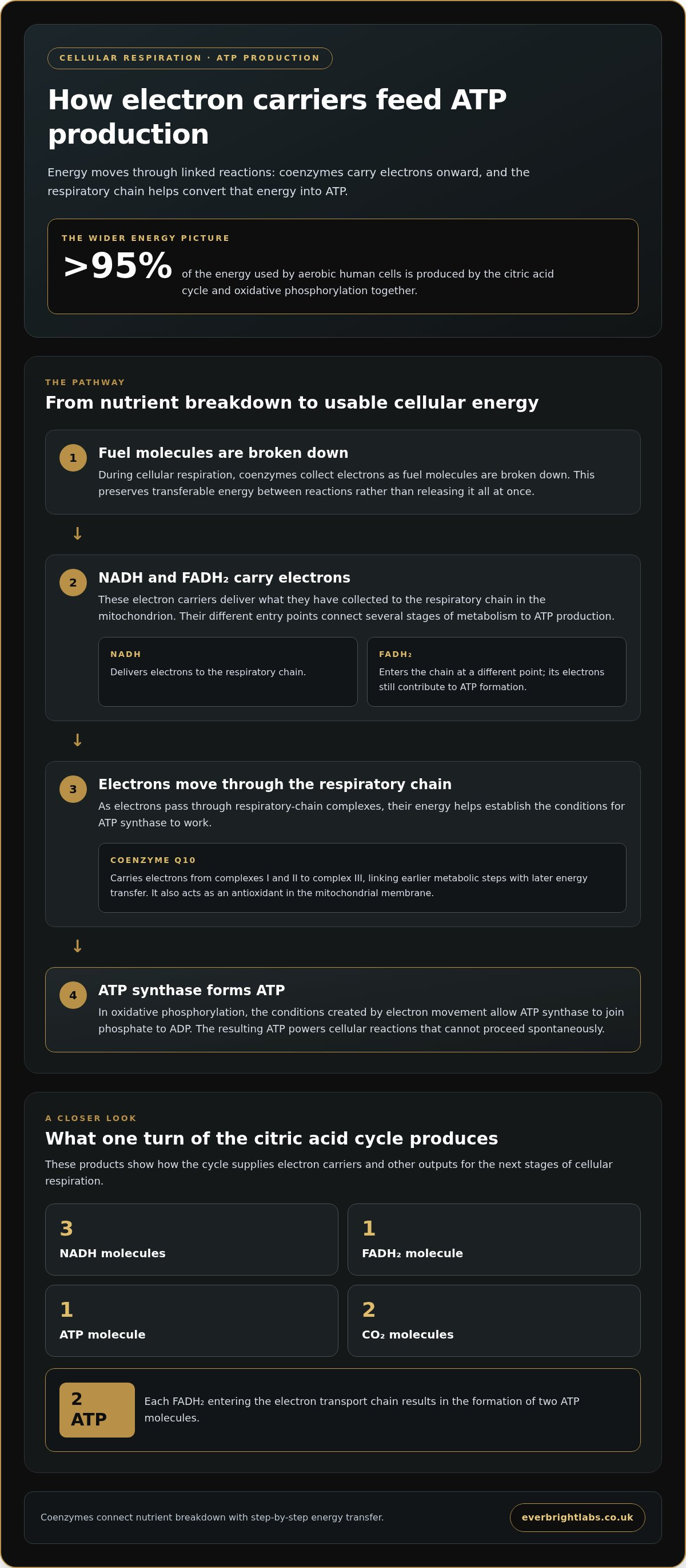 Role of coenzymes in the body