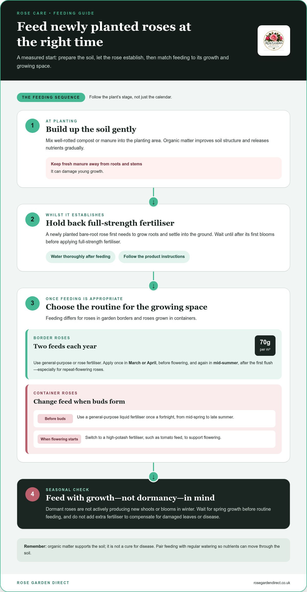 How to care for newly planted roses